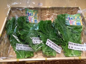 安心・安全の無農薬栽培。糸魚川産「清々サンチュ」好評発売中です。